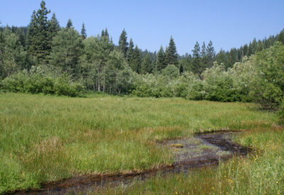 Wet_Meadow_by_Jon_Remucal