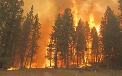 New hope in Modoc County for 32.5 square miles of forestland devastated by fire.