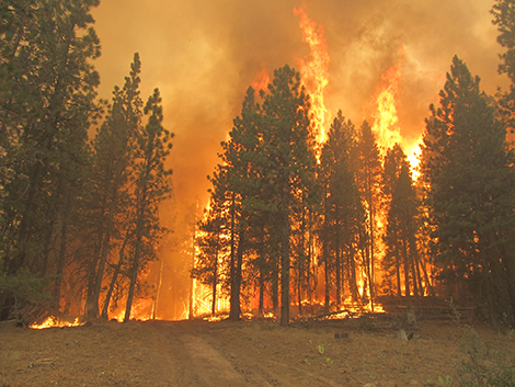 New hope in Modoc County for 32.5 square miles of forestland devastated by fire.