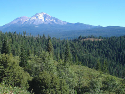 Pacific fisher - Pacific Forest Trust