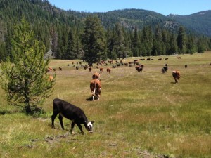 $1.65 Million grant from WCB awarded for forests, wet meadows near Mt. Shasta