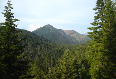 Douglas_Fir_Siskiyou_Mts_Chris_M_Morris_Flickr_SM