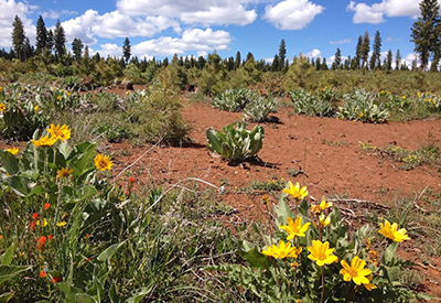 Goose Lake Flowers Early Seral