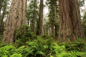 Redwoods in Fog