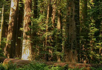 Redwoods by Jon Remucal