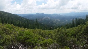 View from Mountcrest Working Forest