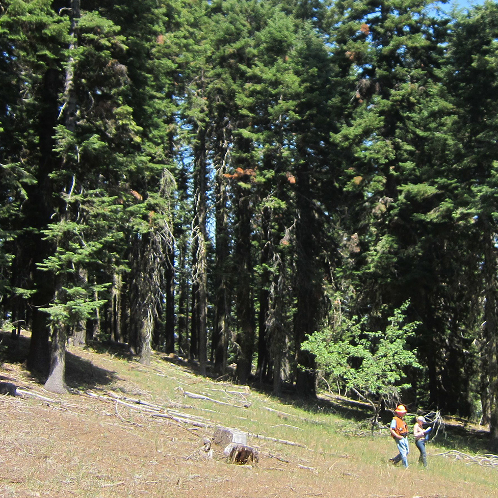 Mountcrest is among the forests protected by working forest permanent conservation easements with Pacific Forest Trust.