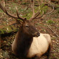 Roosevelt_Elk_at_Northwest_Trek_Pnwnature