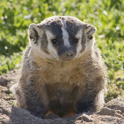 American badger