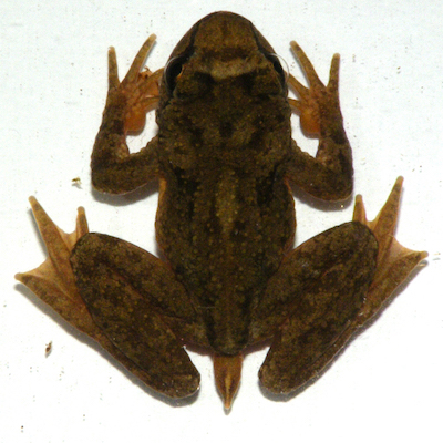 Pacific Tailed Frog