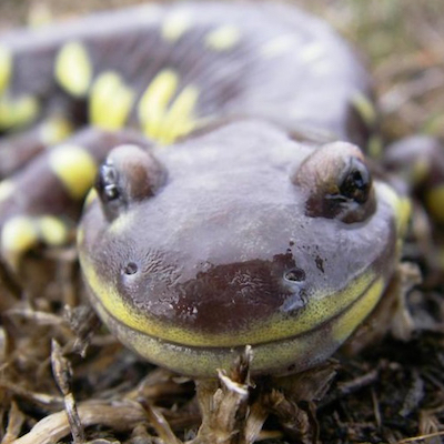 California Tiger Salamander