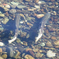 Chinook_Salmon_Dan_Cox_USFWS_2