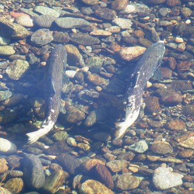 Chinook Salmon