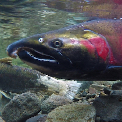 https://www.pacificforest.org/wp-content/uploads/2015/07/Coho_Salmon_BLM.jpg