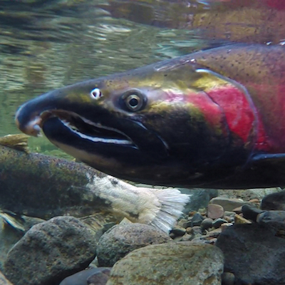 Coho_Salmon_BLM