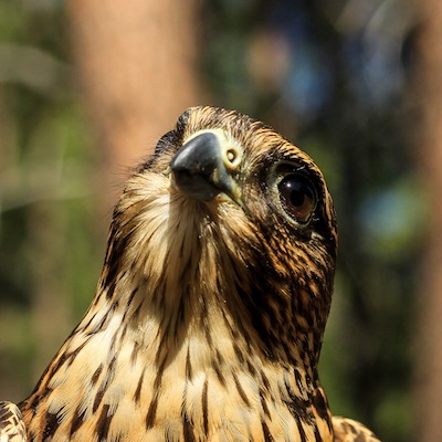 Merlin