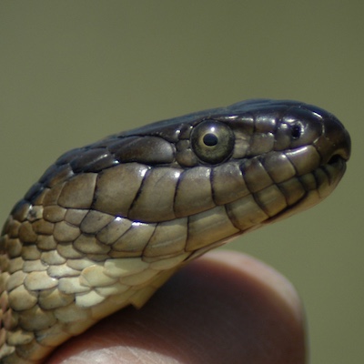 Giant Garter Snake