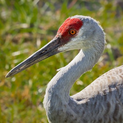 Greater Sandhill Crane