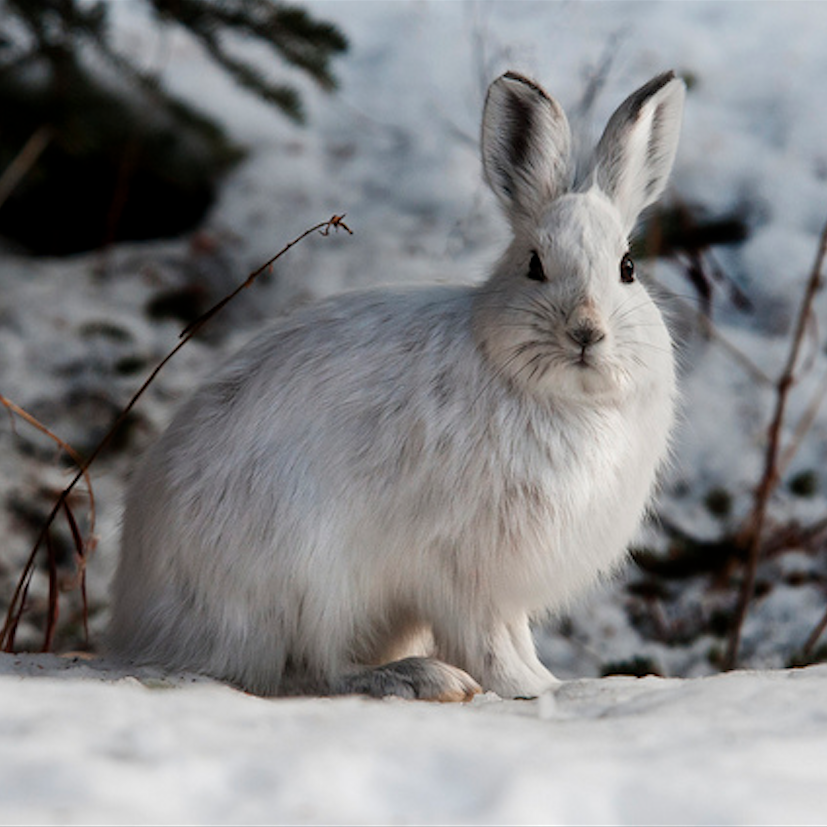 Snowshoe Hare - Pacific Forest Trust