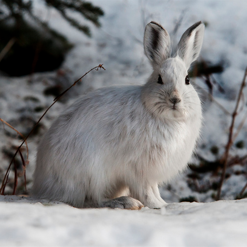 Snowshoe hare