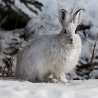 Snowshoe_Hare_Winter_Denali_National_Park_and_Preserve