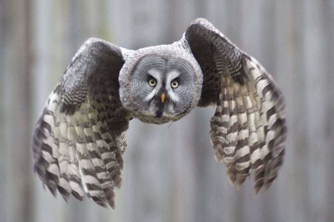 Great Gray Owl Pacific Forest Trust