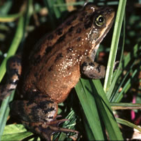 Oregon Spotted Frog