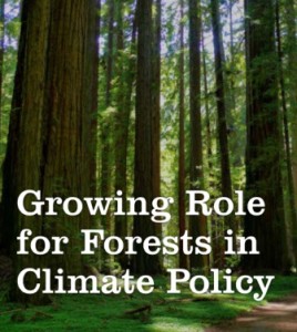 Growing_Role_for_Forests