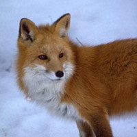 Red_Fox_USDA_government_SM