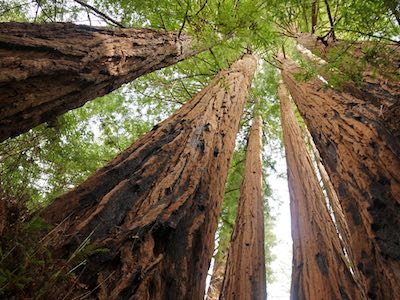 Sequoia_sempervirens_Big_Basin_Redwoods_State_Park_Allie_Caulfield