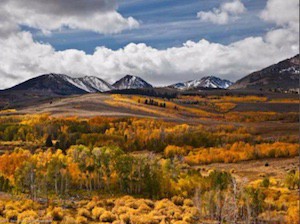 Conserving Forest Landscapes2
