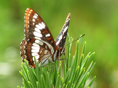 Extending the Impact of the Cascade-Siskiyou National Monument