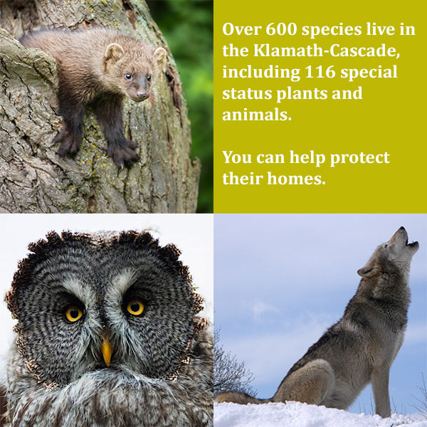 Animals Need Forests and You - Pacific Forest Trust