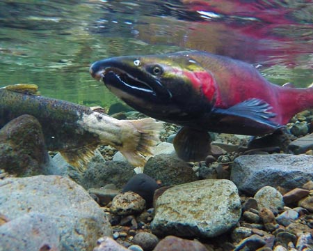 Welcoming Home the Salmon