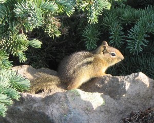 Golden-Mantled-Ground-Squirrel