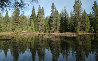 CA Assembly Votes to Recognize Forests as Part of State’s Water System