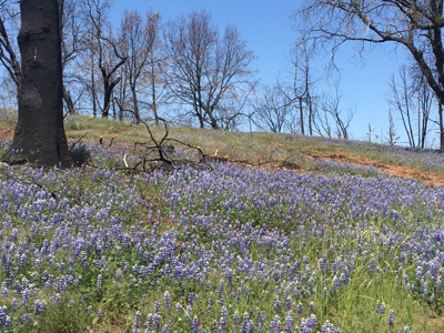 Restoring Flourishing Forests