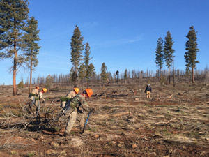 Restoring Flourishing Forests