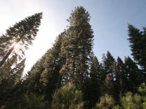 McCloud-Dogwood-Butte_Tall-Timbers