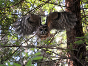 Spotted-Owl-Van-Eck