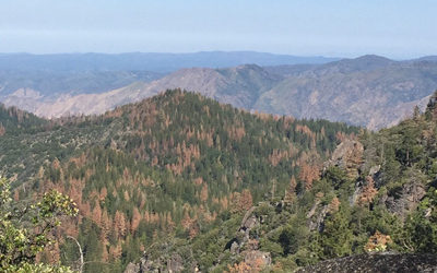 Tree Mortality & Forest Resilience