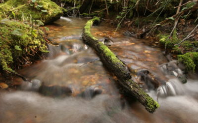 Governor Brown Signs Law Recognizing Forest Watersheds as Part of State’s Water System