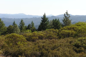 Forest landscape 