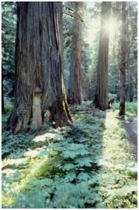 Sunlit Forest