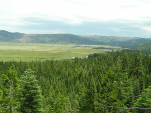 sierra valley forest