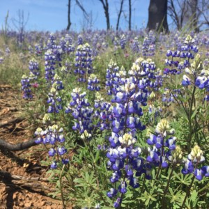 Flowers bloom after a fire