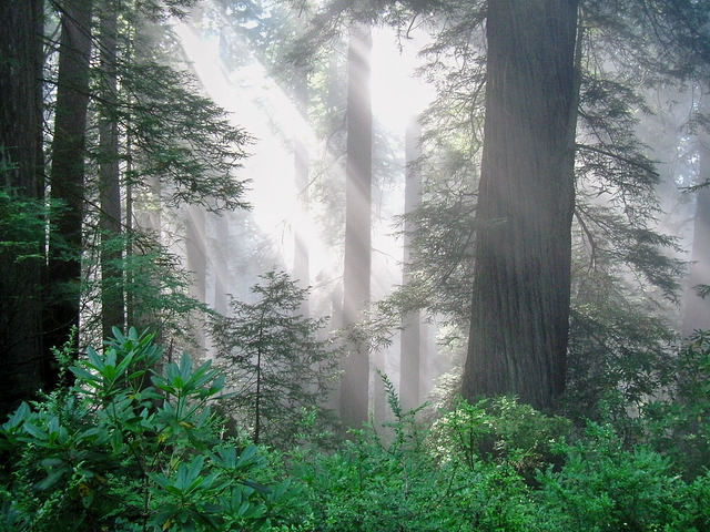 Light breaking through Redwood forest