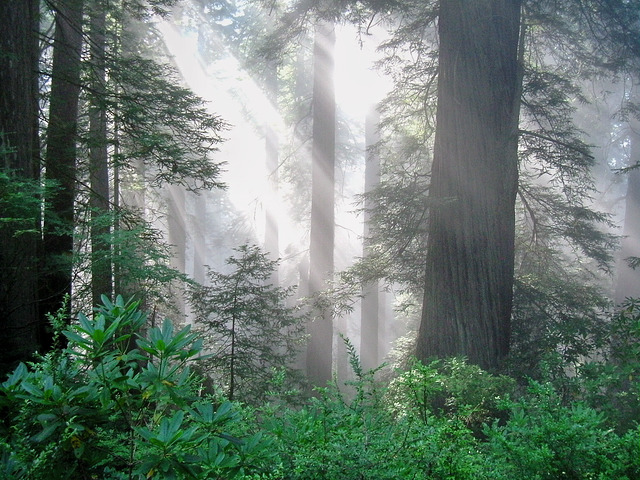 California’s Cap-and-Trade Extension Holds Promise for Forests