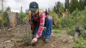 MCTC worker on Black Butte Working Forest