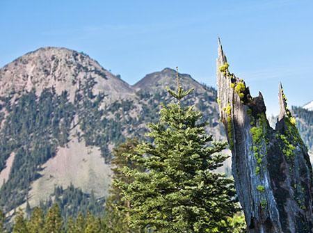 Conserving a Working Forest on Black Butte’s Iconic Landscape